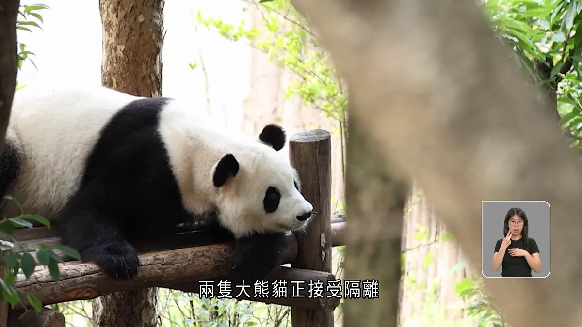 大熊貓在木架上休息，正準備前往美國。