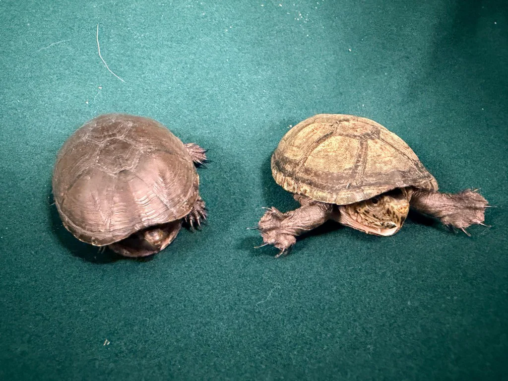 部分檢獲的懷疑受管制屬瀕危物種的活龜，正被放置在綠色背景上展示。